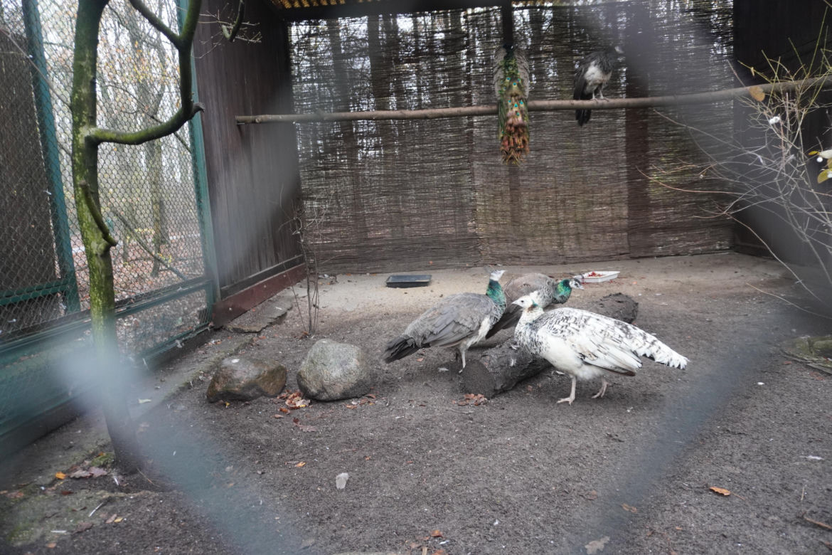 Zoo w Poznaniu zimą