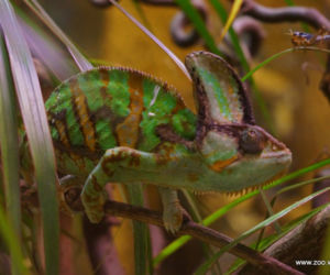 Kameleon
