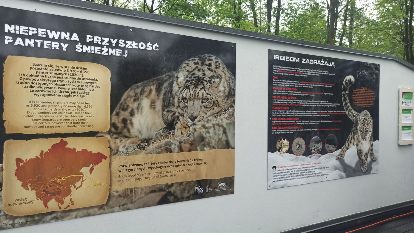 W śląskim ZOO powstała nowa woliera dla panter śnieżnych