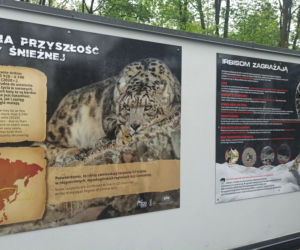 W śląskim ZOO powstała nowa woliera dla panter śnieżnych
