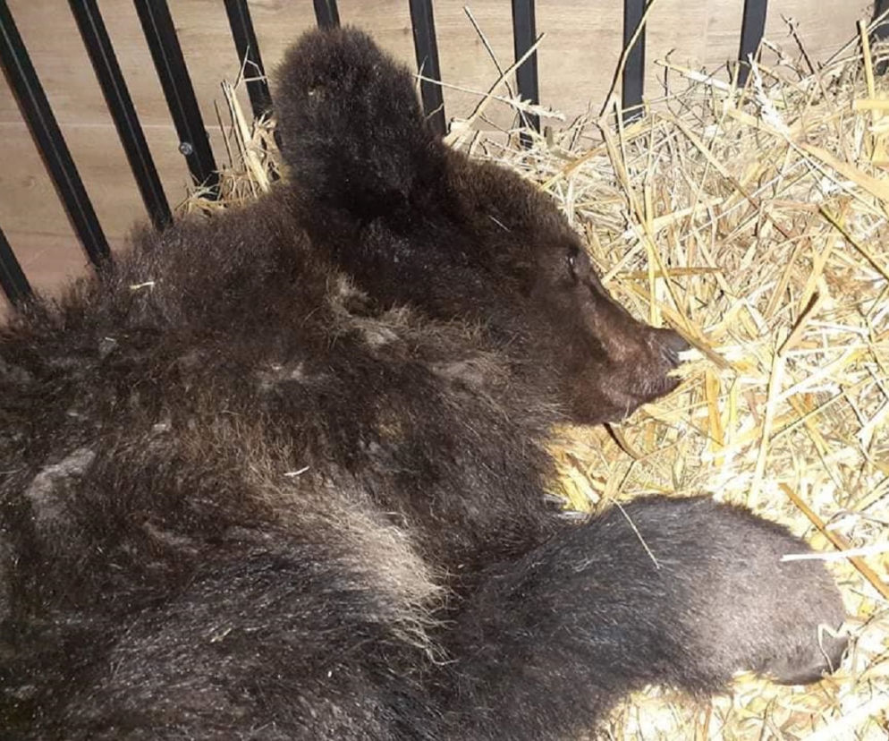 Niedźwiadek znaleziony tuż przy domach w Bieszczadach. Jest w ciężkim stanie. Trafił pod opiekę weterynarzy