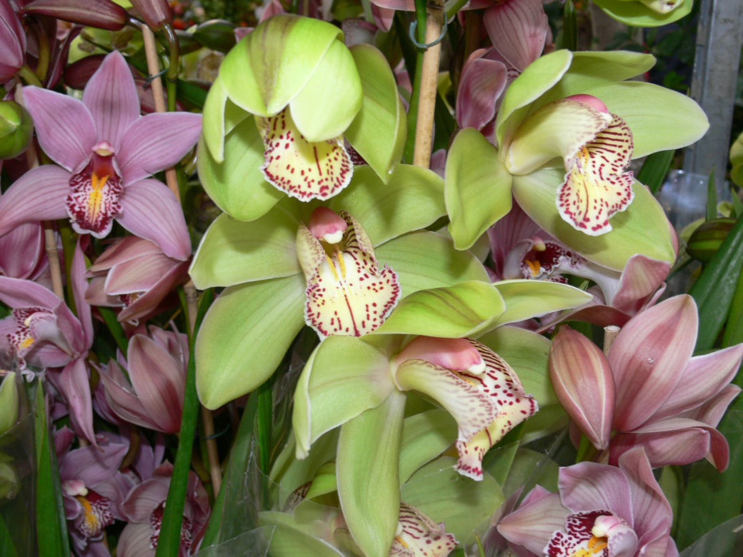 Cymbidium