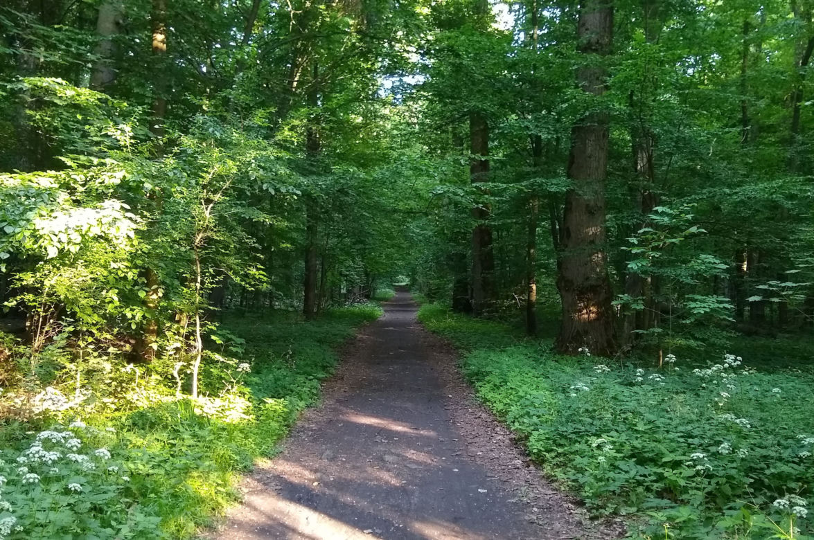5. Park Zwierzyniecki