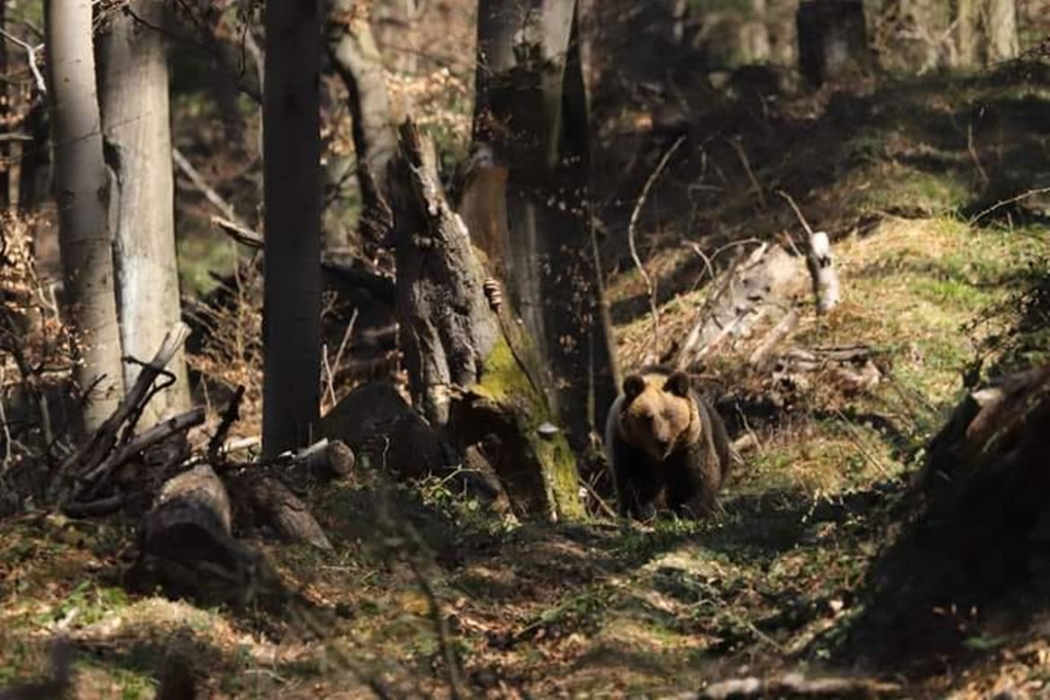 Bieszczady. Niedźwiedzie wyszły na Andrzejki, zastała ich zima [ZDJĘCIA]