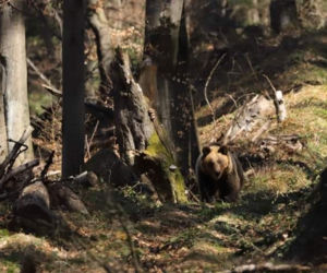 Bieszczady. Niedźwiedzie wyszły na Andrzejki, zastała ich zima [ZDJĘCIA]