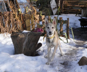 Żaroodporny pies i cud w Ciechanowcu