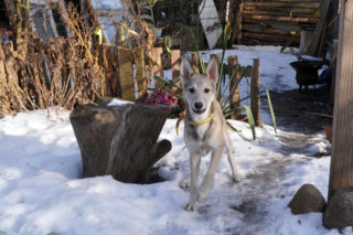Żaroodporny pies i cud w Ciechanowcu