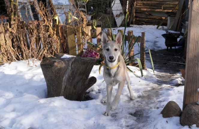 Żaroodporny pies i cud w Ciechanowcu