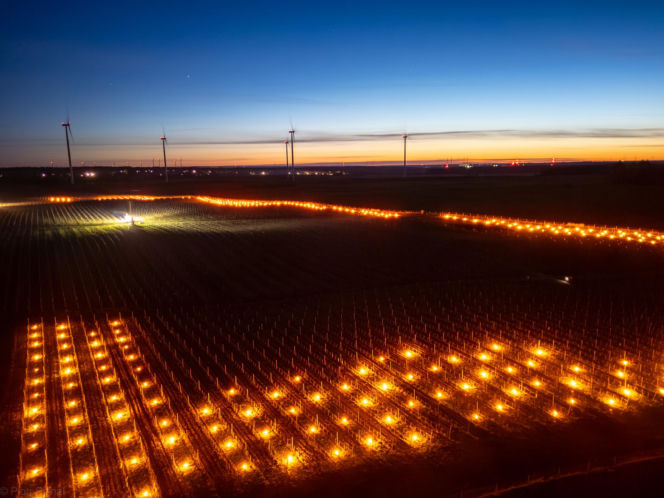 Przymrozki w winnicy - podgrzewanie winorośli