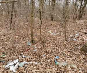 W Ostrowie będą sprzątać lasy