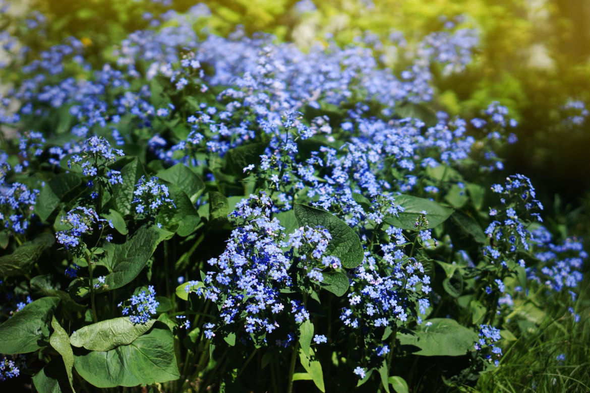 Brunnera wielkolistna