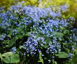 Brunnera wielkolistna