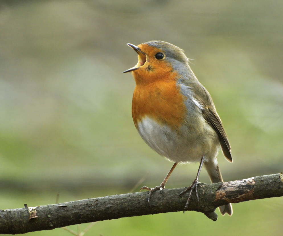 Nowe „ptasie kawalerki” w szczecińskim Centrum Żeglarskim