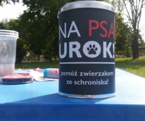 Każdy z nas może pomóc bezdomnym zwierzętom