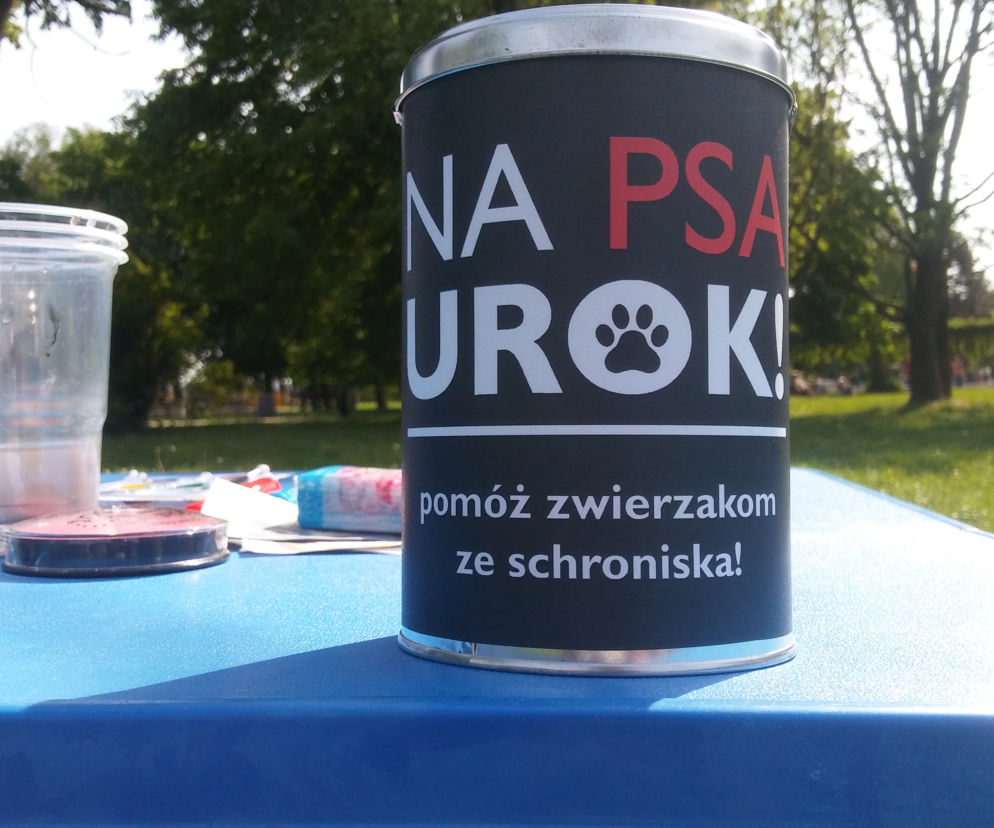 Każdy z nas może pomóc bezdomnym zwierzętom