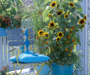 Letnia kompozycja ze słonecznikiem w roli głównej