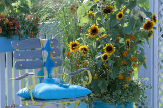 Słoneczniki na balkon w doniczce, które robią wrażenie! Jak o nie dbać?