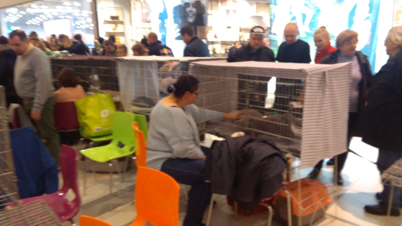 Gliwice: Przepiękne koty rasowe w Europie Centralnej. Zobaczcie [ZDJĘCIA]