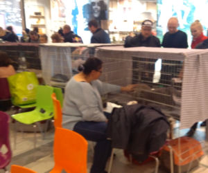 Gliwice: Przepiękne koty rasowe w Europie Centralnej. Zobaczcie [ZDJĘCIA]