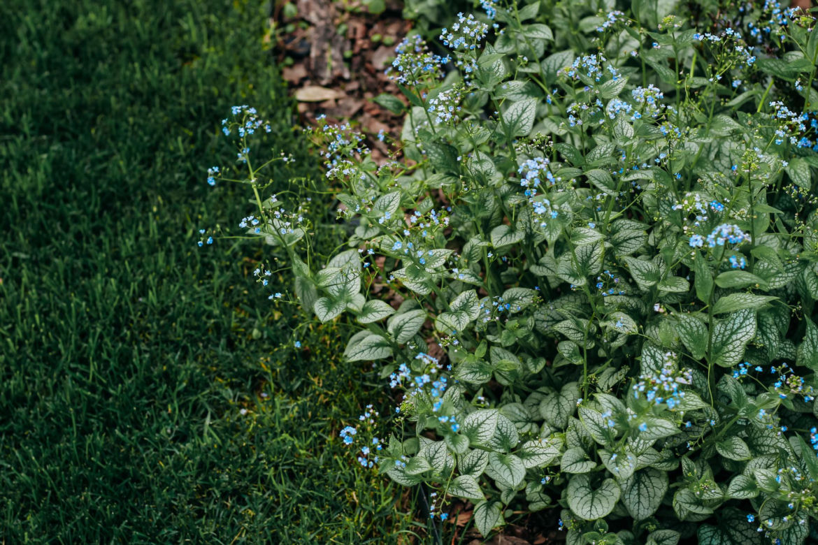 Brunnera wielkolistna