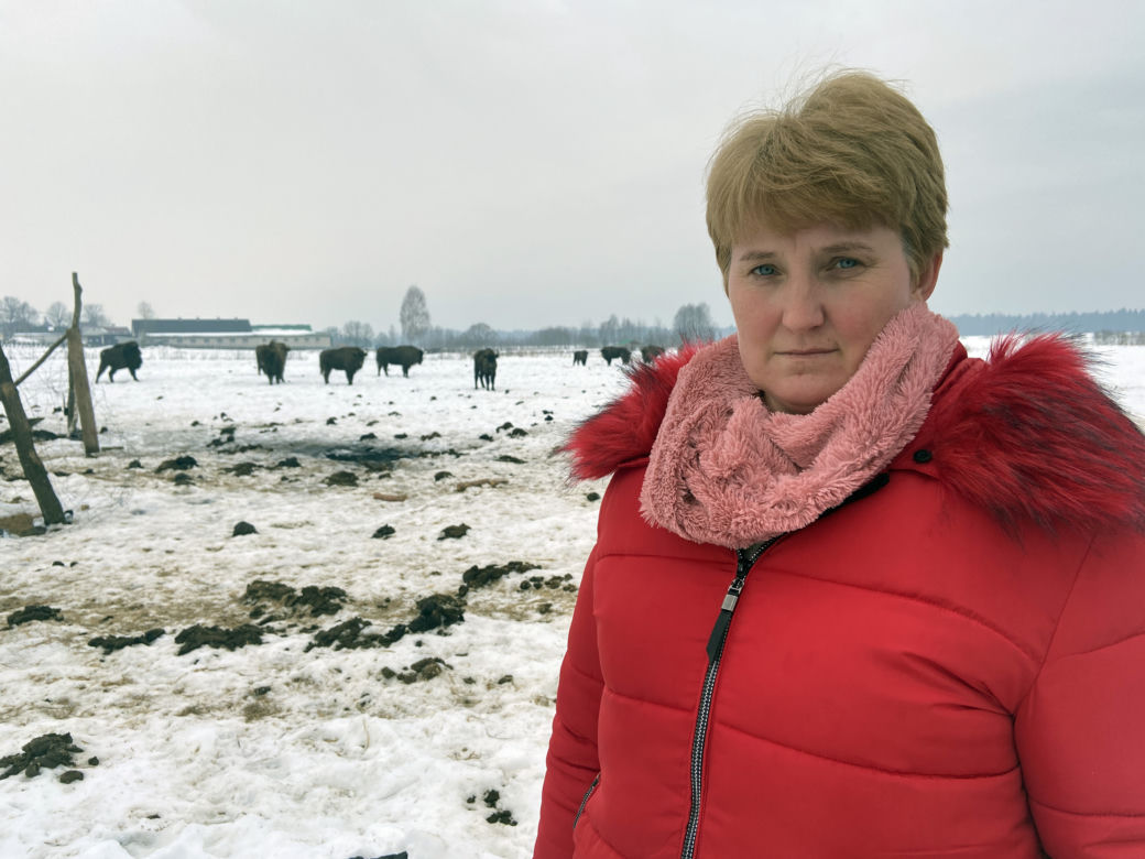 Skieblewo. Stado żubrów z Puszczy Augustowskiej wyjada karmę przeznaczoną dla krów