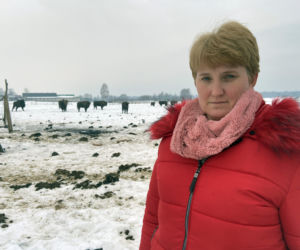 Skieblewo. Stado żubrów z Puszczy Augustowskiej wyjada karmę przeznaczoną dla krów