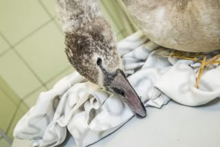 Sznurek utknął w przełyku łabędzia! Ptakowi trzeba natychmiast pomóc [WIDEO, GALERIA]
