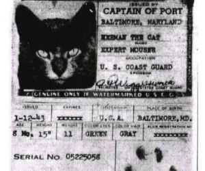 Koty opanowały internet!