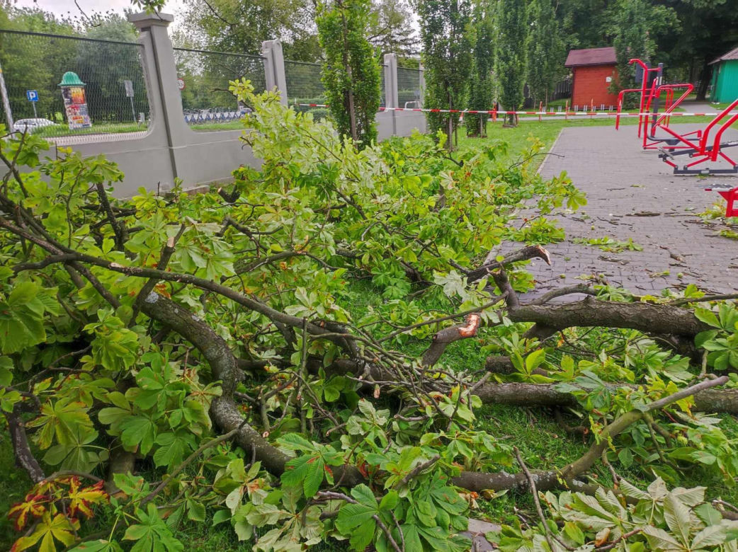 Tarnów. Dziewczynka uderzona przez zerwany konar. Koszmar na placu zabaw w Parku Strzeleckim