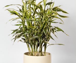 Dracena
