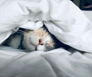 Jak wybrać przysmaki dla kota?