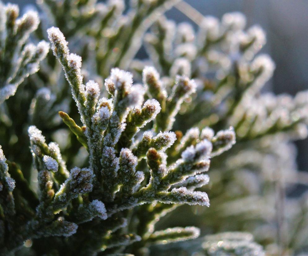 IMGW ostrzega przed przymrozkami w CAŁYM województwie. Nawet do -5°C!