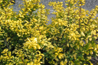 Suchodrzew mirtolistny ‘Baggesen's Gold’= Suchodrzew lśniący ‘Baggesen's Gold’ - Lonicera nitida ‘Baggesen's Gold’
