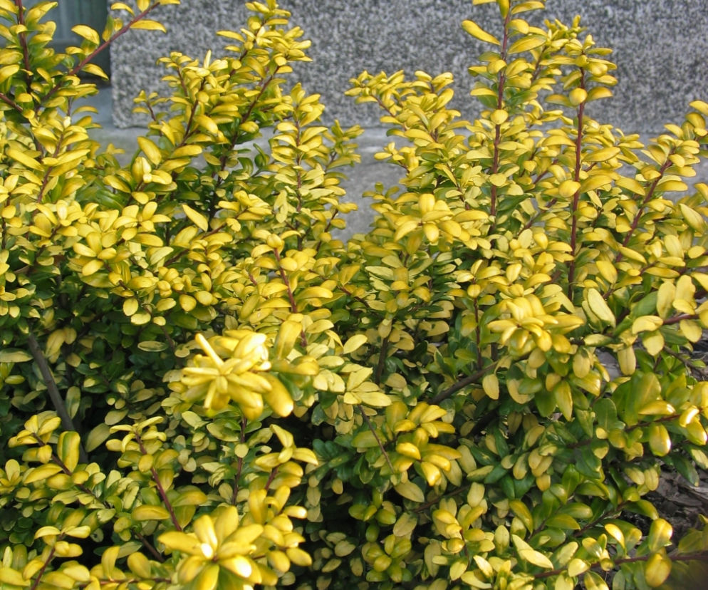 Suchodrzew mirtolistny ‘Baggesen's Gold’