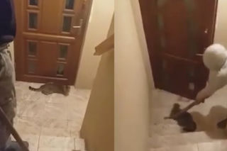 SKATOWAŁ KOTA metalową pałką. Szokujący wyrok dla SADYSTY! [WIDEO]