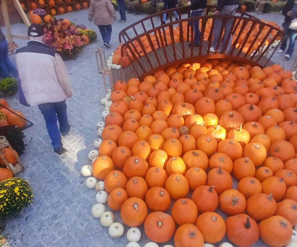 Dyniowa farma w centrum Gdańska! Setki dyń i bajkowa sceneria przyciągają tłumy