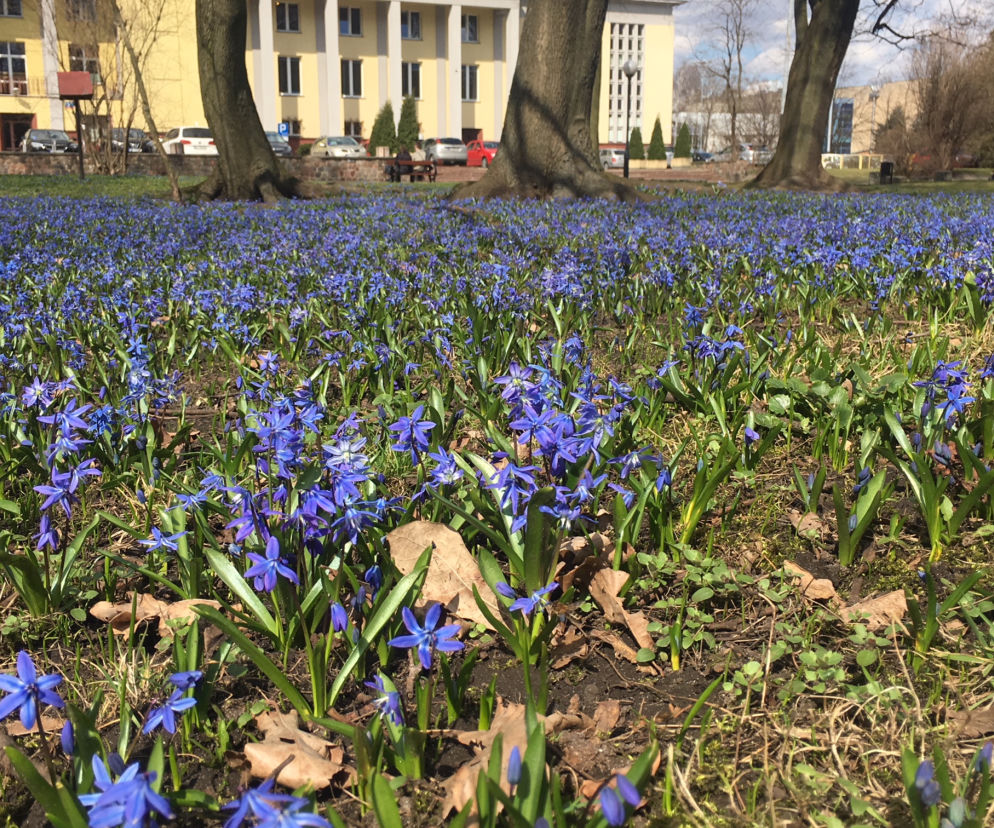 1 Cebulice kwitną w parku Klepacza od dziesiątków lat