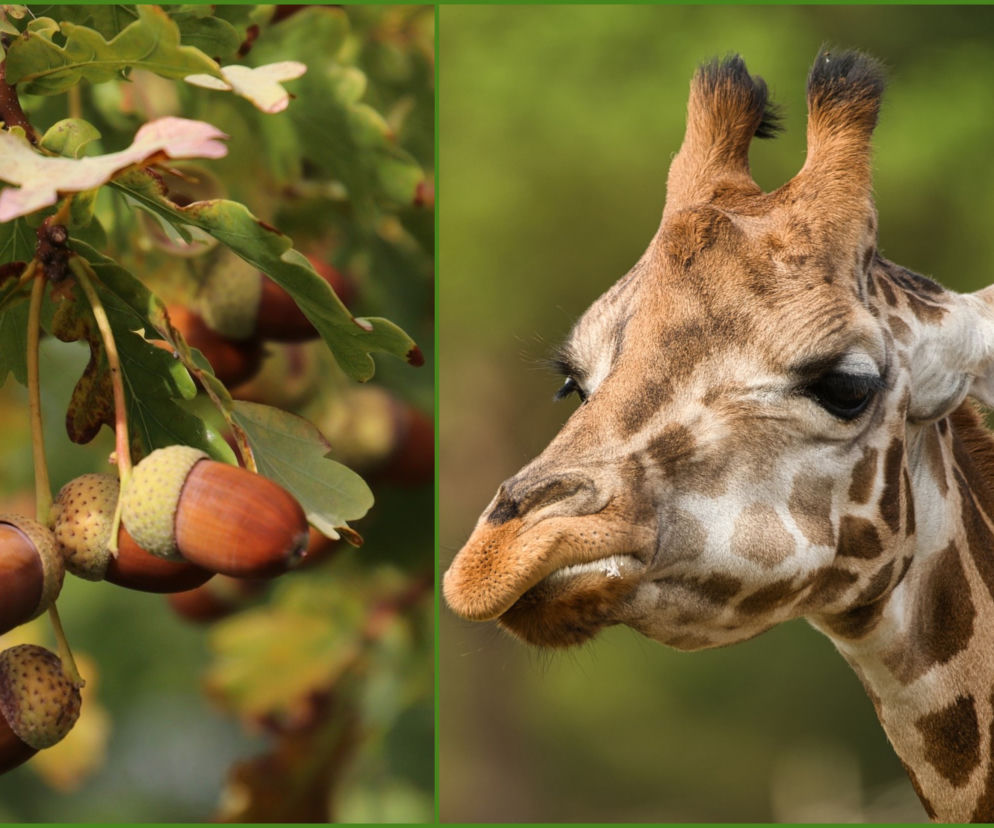 ZOO w Warszawie potrzebuje pomocy. Potrzebne są... żołędzie