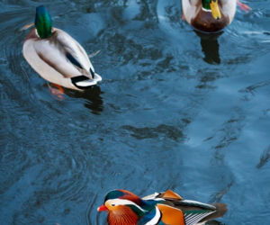 Egzotyczny gość nagle pojawił się w Białymstoku