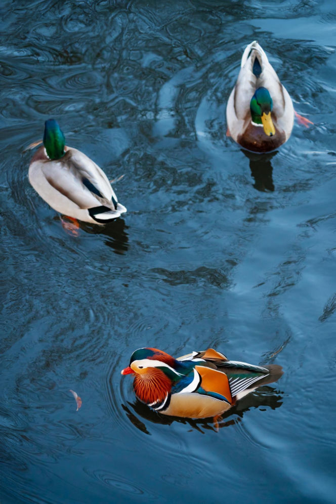 Egzotyczny gość nagle pojawił się w Białymstoku