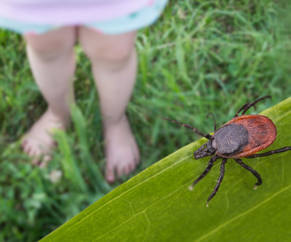 Sprawdź, czy w twoim ogrodzie są kleszcze. Pomoże ci ręcznik