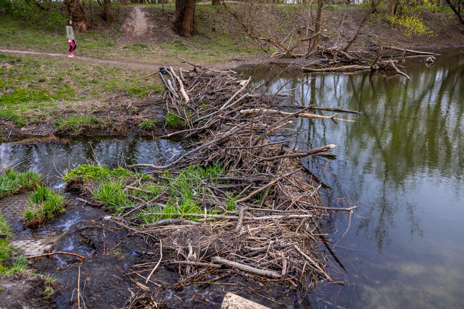 Bobrowe tamy na Potoku Służewieckim w Warszawie