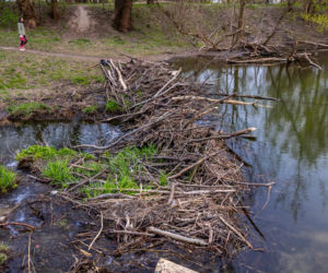 Bobrowe tamy na Potoku Służewieckim w Warszawie
