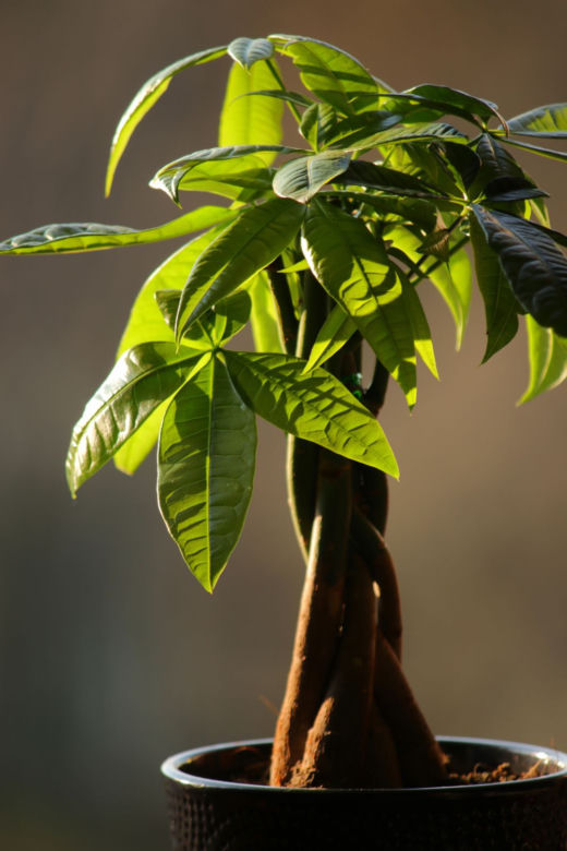 Pachira