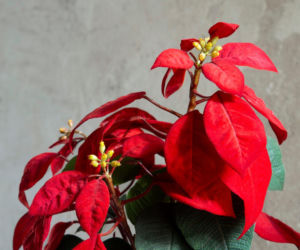 To nieodłączny symbol Bożego Narodzenia. Niewielu wie, że jest toksyczna