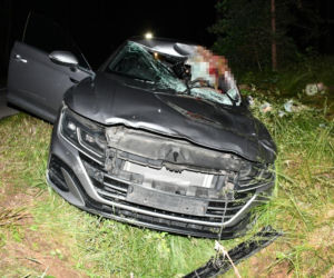 Kilkusetkilogramowy zwierz wbił się w auto 44-letniego Warszawiaka