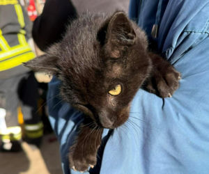 Uratowali kota, który wpadł do studni