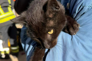 Uratowali kota, który wpadł do studni