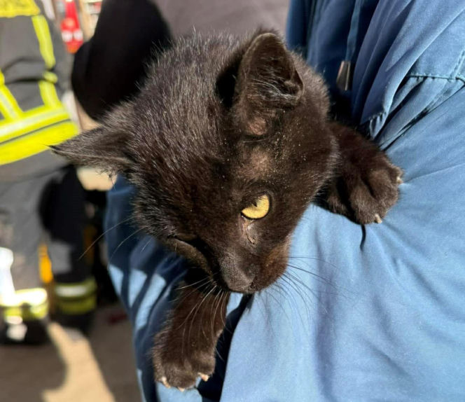 Uratowali kota, który wpadł do studni