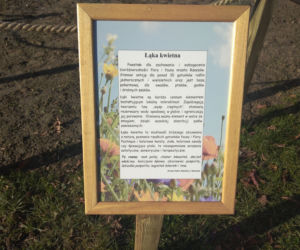 Łąka kwietna powstała na rzeszowskich bulwarach. Kwiaty będą walczyły ze smogiem